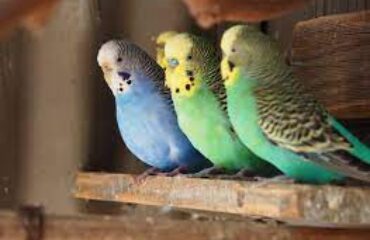 images (20)